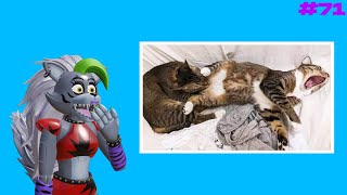 Roxanne Wolf REACTS to Cat Memes Part 71 | ft. Jordon Edwards