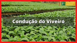 Podcast #30 - Condução do Viveiro