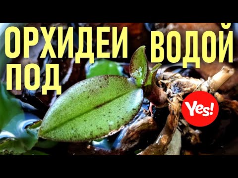 Видео: Къде не е посочено друго?