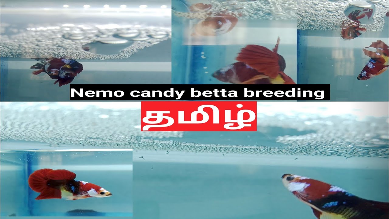 nemo candy betta breeding in tamil 