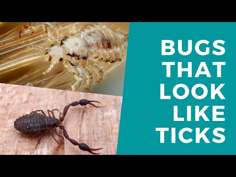 What Beetles Look Like Ticks