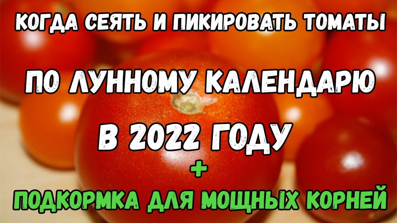 Посадка помидор по лунному календарю 2025 Когда сеять и пикировать томаты по лунному календарю в 2022 году. + ПОДКОРМКА дл
