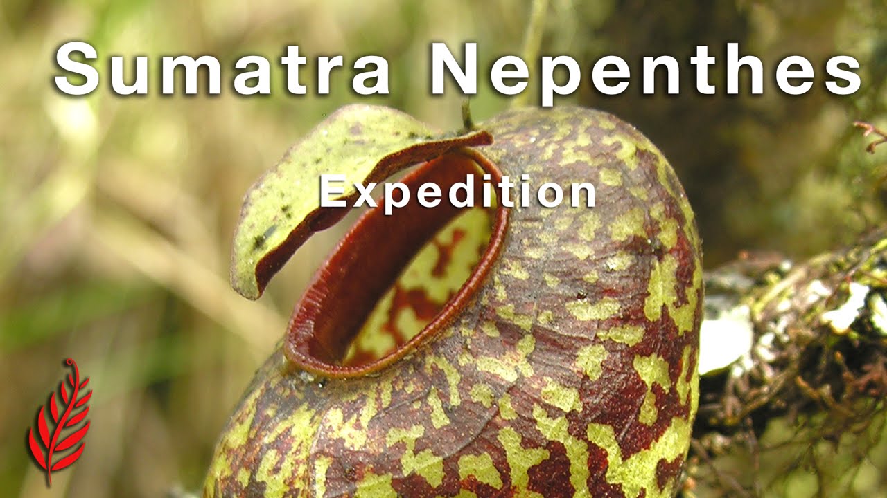 Sumatra Nepenthes Expedition