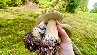 ASMR Outdoors in a forest 🌲 tapping, scratching, whispering, mushroom hunting!