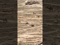 Camels in Saudi
