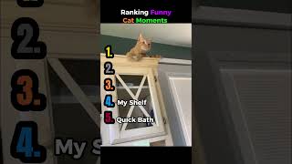 Ranking Funniest Cat Moments🐱😂