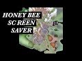 Honey bee tv screensaver