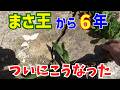 まさ王とか雑草対策とかDIYの6年後の経過報告