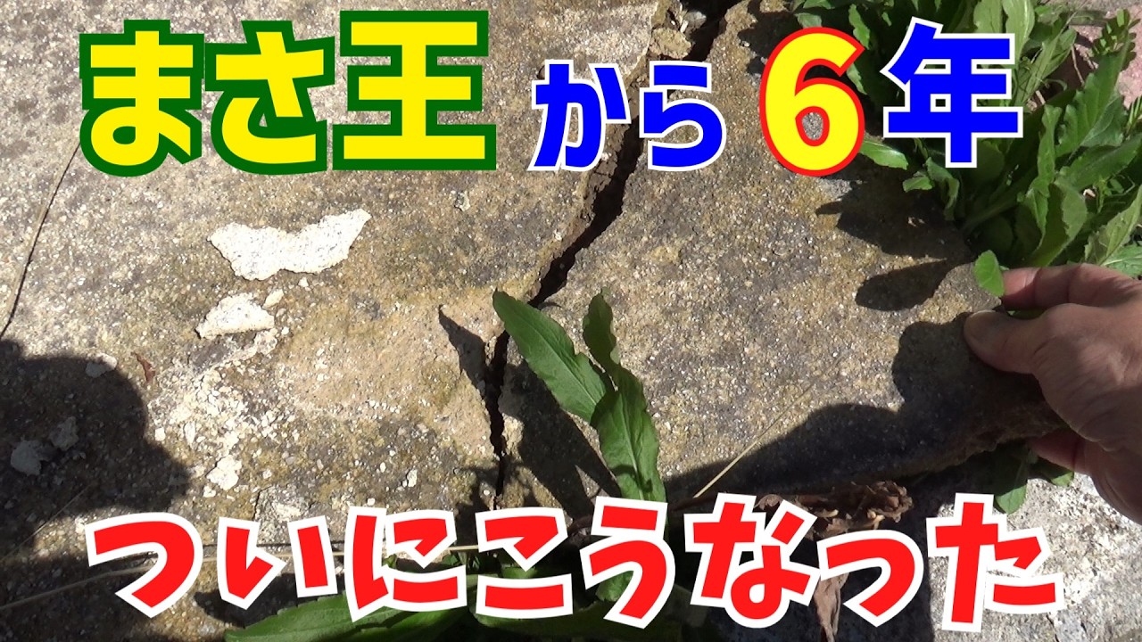 まさ王とか雑草対策とかDIYの6年後の経過報告