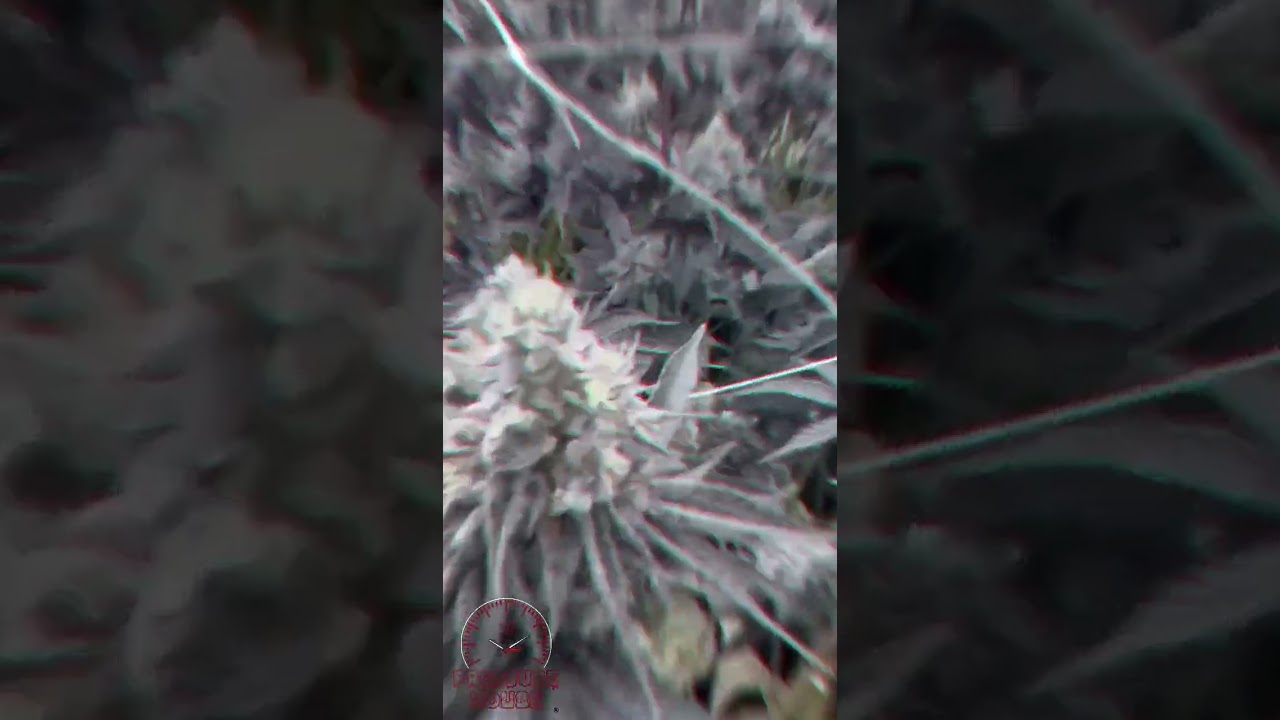 Flower Room Booming Cannabis Vlog