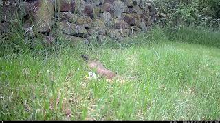 Stoat rolling eggs.