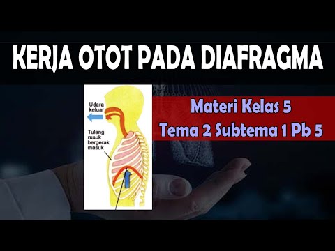 Video: Adakah diafragma otot rangka?