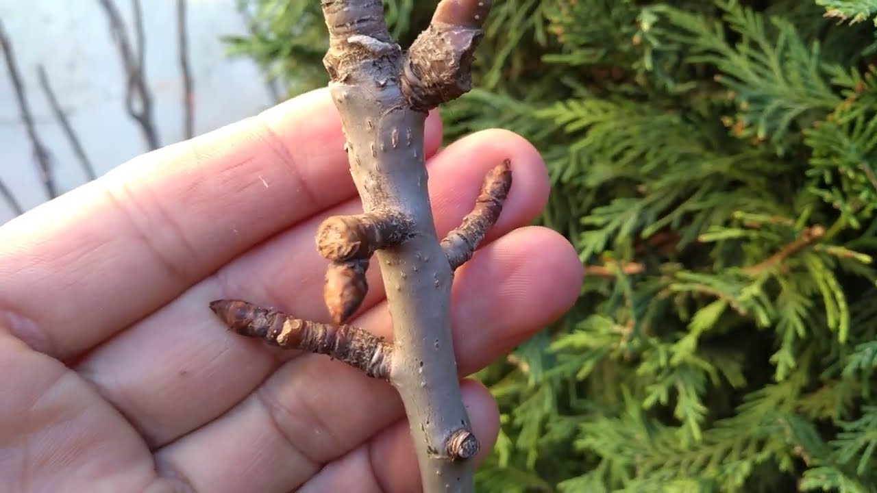 البراعم الزهرية للأشجار المثمرة : المشمش، الكرز، الخوخ، التفاح، اللوز، الاجاص، و كيفية التعرف عليها.