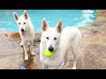 All You Need To Know About White German Shepherds. の動画、YouTube動画。