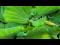 Water Lettuce Hyacinths  🪻