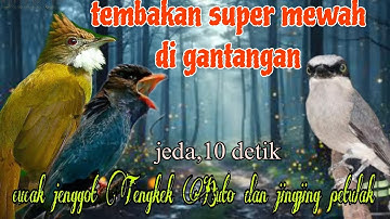 Tembakan super mewah 🔥🔥 cucak jenggot Tengkek Buto dan jingjing petulak
