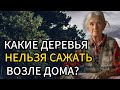 Никогда не сажайте эти деревья рядом со своим домом, если не хотите навлечь на себя неприятности.