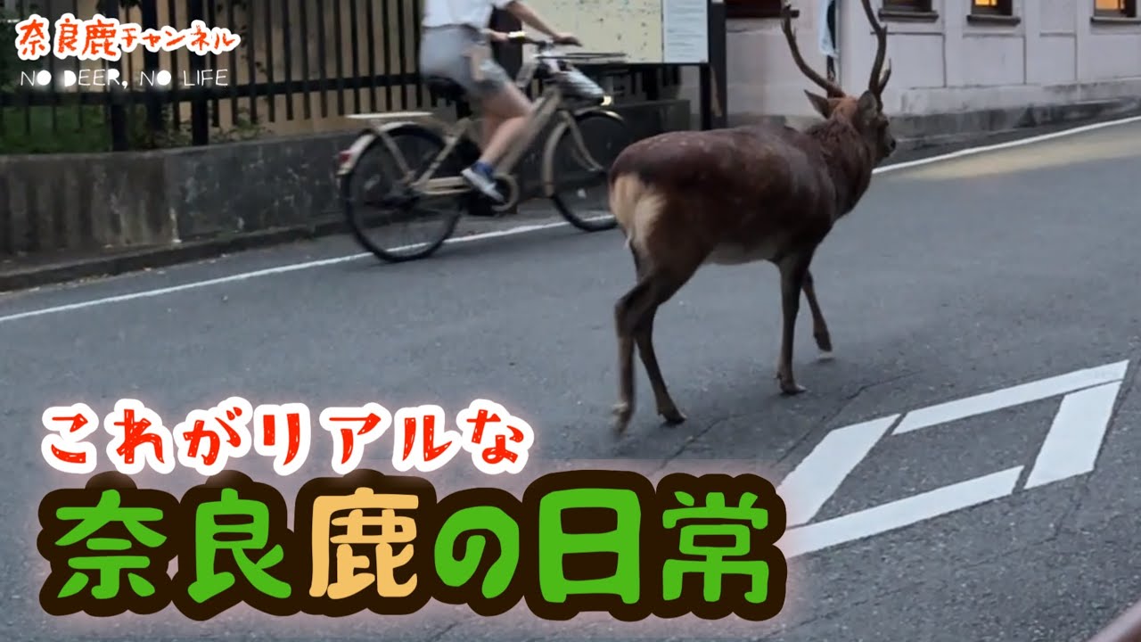 リアル 奈良鹿の日常 🫎 今の時期は角がぴんぴんに尖ってます。角ジカ