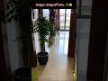 అందరికీ పర్యావరణ దినోత్సవ శుభాకాంక్షలు #environment #plants #home#homedecor#indoorplants #decoration