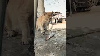 Cat eating fish cats catfoods tranding shorts