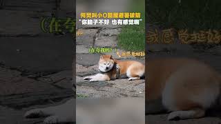 #何炅 叫#小O 回蘑菇屋避暑遭三连拒 直接破防:你脑子不好也有感觉吧 #向往的生活 #向往的生活戏如人生 #mangotv #shorts