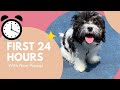 First 24 Hours with a New Puppy! How to Introduce New Puppy to Previous Dog