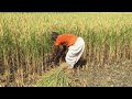 How to harvest rice( rice harvesting techniques)