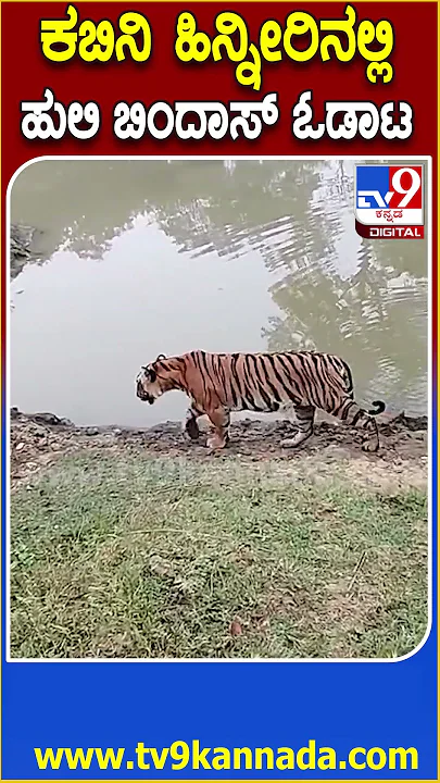 Tiger : ಸಫಾರಿ ವೇಳೆ ಕೆರೆ ಬಳಿ ಕಾಣಿಸಿಕೊಂಡ ಹುಲಿ.. ಪ್ರವಾಸಿಗರು ಪುಲ್ ಖುಷ್ | #TV9D