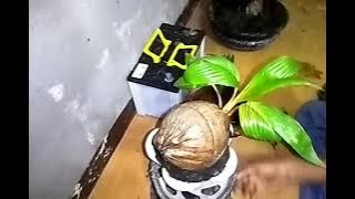 CARA BUAT BONKLA ORIGINAL POT MINI,(pemula)