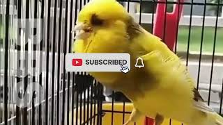 Canary singing  Canary singing training  Canary singing gloster by NATURE WILDLIFE 297 views 1 year ago 11 minutes, 26 seconds