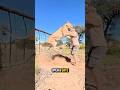 Nobody Expected The Lion To React Like This #animals #wildlife