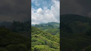 Life when offline ✨ Munnar #trending #travel #trendingshorts #munnar #balajivortex
