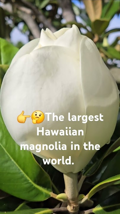 why-are-hawaiian-magnolias-so-big-and-beautiful-youtube