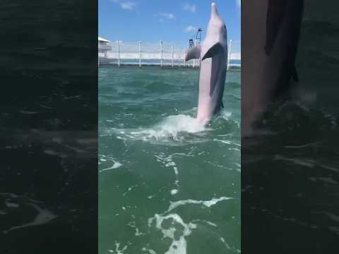 #dolphin #дельфин #животные #animals #fish #рыба #viral #втоп #shorts