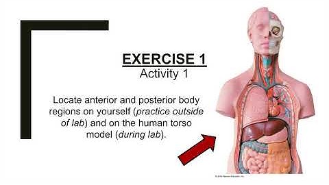 A&P Pre-Lab Week 1: Exercises 1 & 2