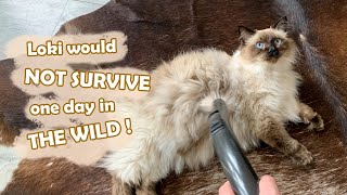 Reasons My Ragdoll Cat Would NOT Survive in the WILD!