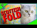 Scottish Fold Cats 101  - 10 Fum Facts About Domestic Scottish Folds の動画、YouTube動画。