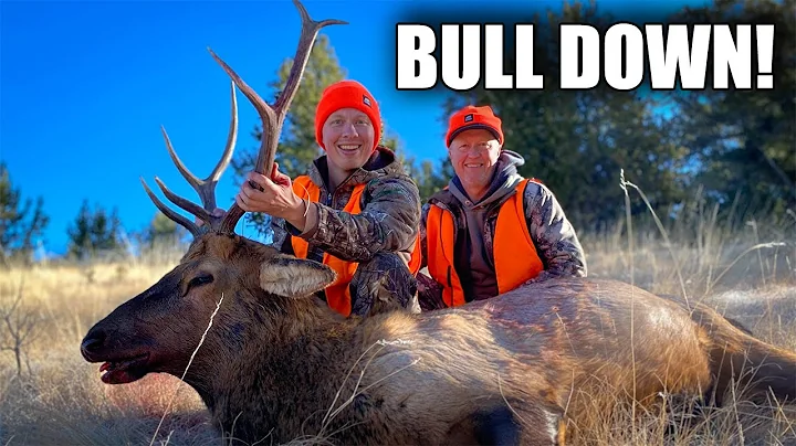 My First Colorado Bull - 2022 DIY Elk Rifle Hunt! ...