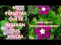 QUIERES  tener VINCAS HERMOSAS? Sigue Estas Recomendaciones | Vinca Plant Care | JARDINES Hermosos