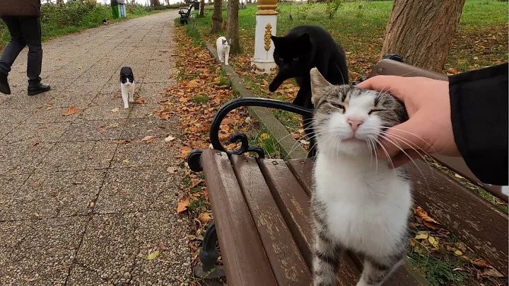 If you sit on cat island you'll be surrounded by cats really fast! - DayDayNews