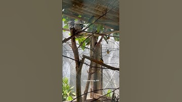 Mantau burung di aviary #kicaumania #burung #bolang #aviary #shorts