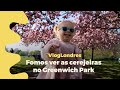 Fomos ver as cerejeiras  no Greenwich Park em Londres