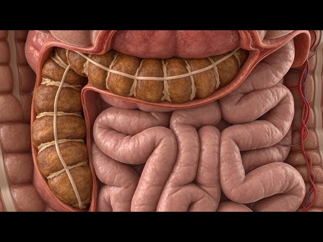 Constipation on 3D Motion #Constipation 😱| Bio Anatomy Art is live!