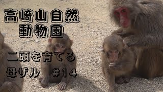 [# 14] Takasakiyama Natural Zoological Garden, Mother Monkey Raising Two Heads, April 2022