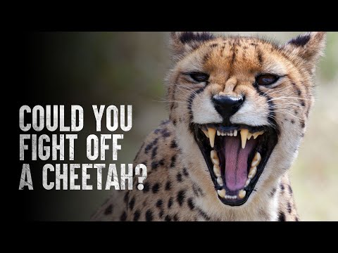वीडियो: क्या चीते इंसानों पर हमला करेंगे?