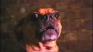 That one metal song with the dog barks (counting worms - knocked loose)