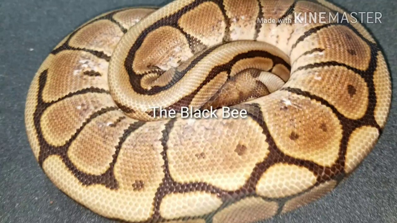 life facebook The Black Bee