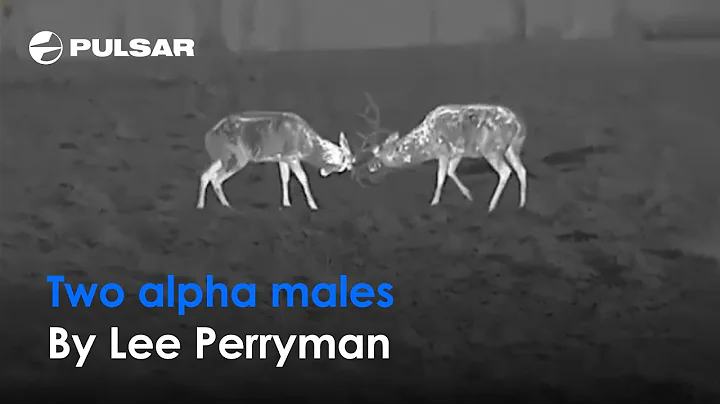 Two alpha males | Thermal vision | Pulsar Thermion...