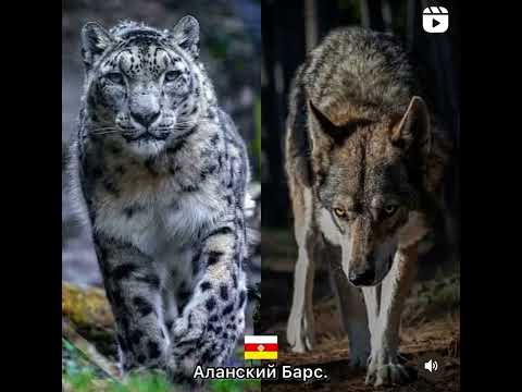 Встреча барса и волка (лирическая) Казбек Рубаев