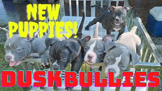 Latest Pups From Dusk Bullies (Mickey X Yannah) by John Enerva 13,319 views 2 years ago 9 minutes, 47 seconds